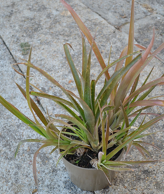 Bilbergia nutans DSC 0030