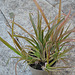 Bilbergia nutans DSC 0030