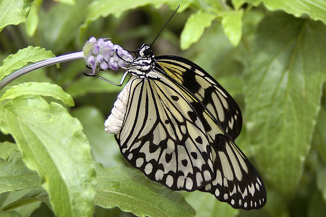 Marbled White Butterfly – Brookside Gardens, Wheaton, Maryland