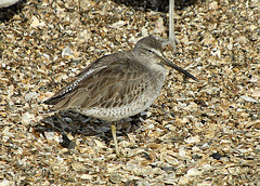 Short-Billed Dowitcher (Limnodromus griseus)