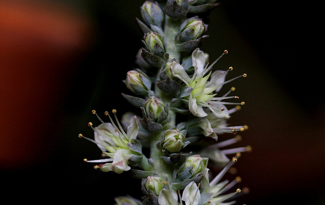 Orostachys