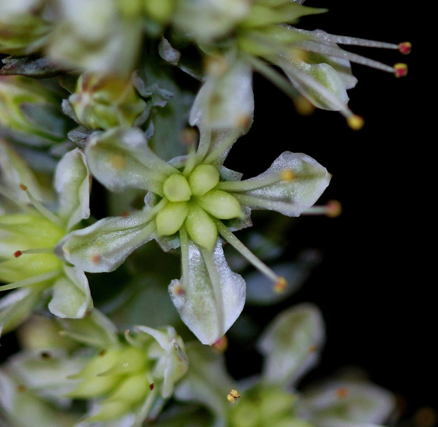 Orostachys