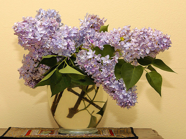 Lilacs-Study 2