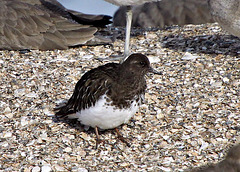 Black Turnstone (Arenaria melanocephala)