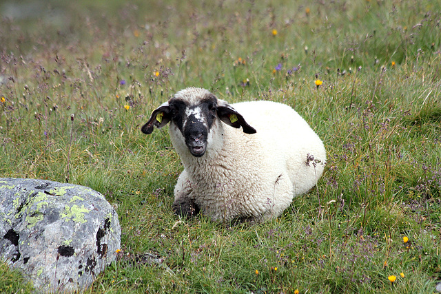 Bergschaf