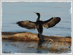 LA POINTE BOUCHEMAINE