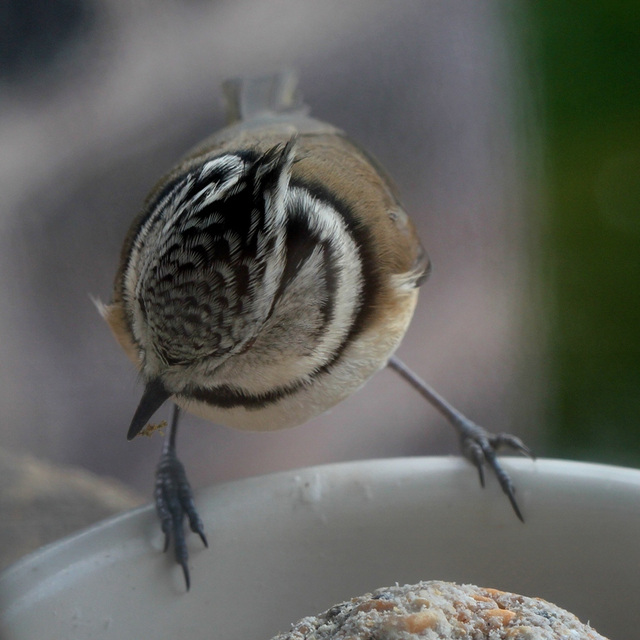 Riquet à la houppe- Mésange huppée choisissant une graine