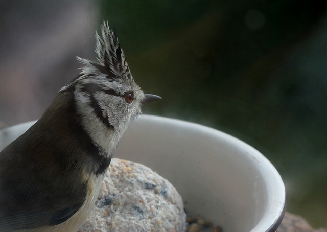 Mésange huppée