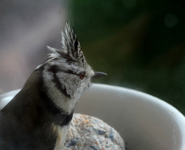 Mésange huppée sur le qui-vive