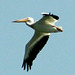 American White Pelican (Pelecanus erythrorhynchos)