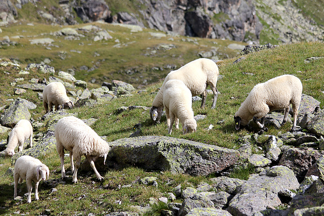 Bergschafe am Furglersee