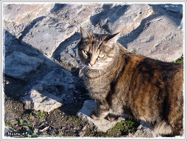 LA POINTE BOUCHEMAINE ;