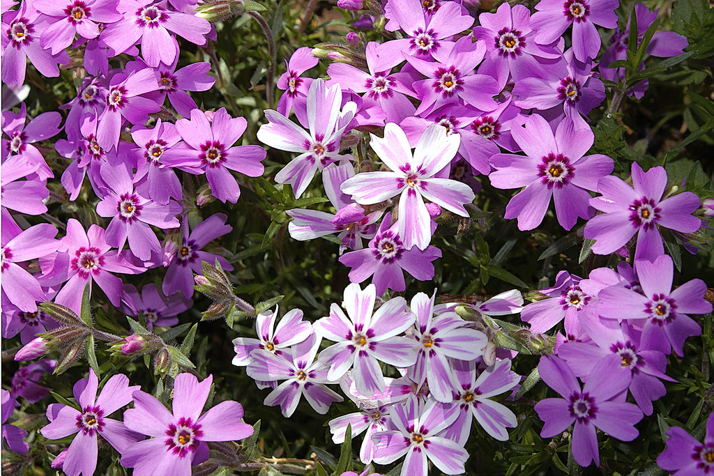 Brookside Gardens-3