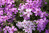 Brookside Gardens-3