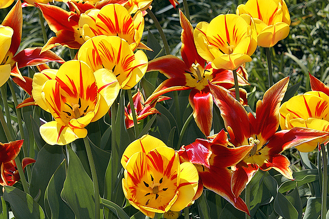 It Almost Makes the Sneezing Worthwhile – Brookside Gardens, Silver Spring, Maryland