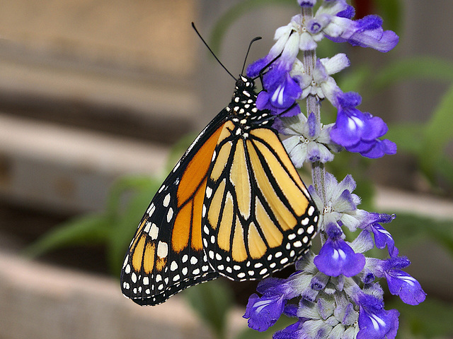 Monarch Butterfly – Brookside Gardens, Wheaton, Maryland