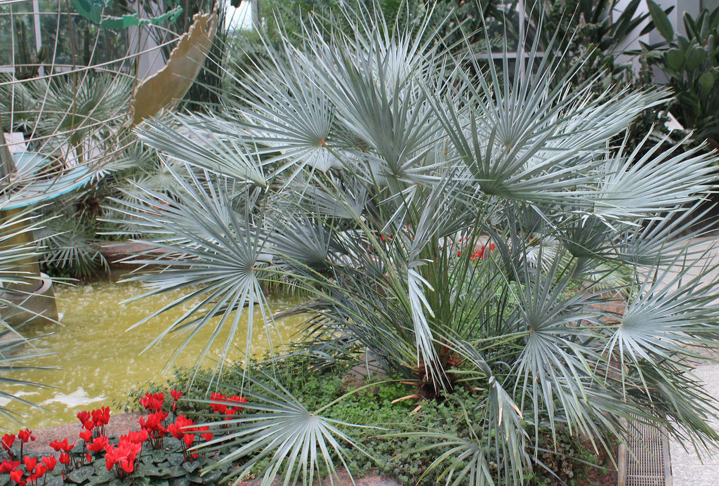 Im Palmengarten