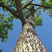 Ceiba Preciosa , le tronc .