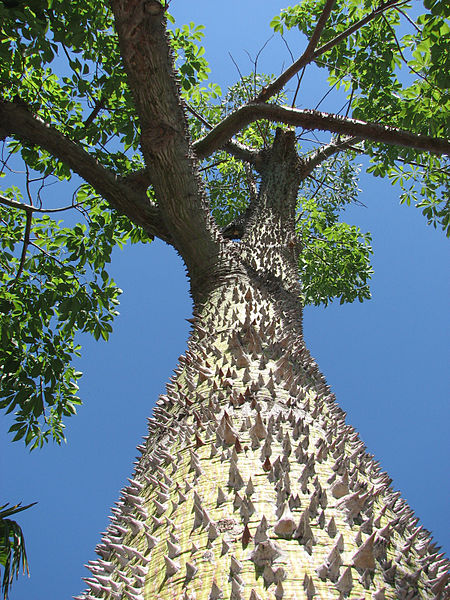 Ceiba Preciosa , le tronc .