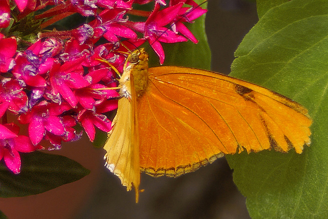 Orange Butterfly – Brookside Gardens, Wheaton, Maryland