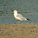 Ring-Billed Gull