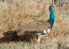 Peacock