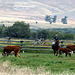 Grant-Kohrs Ranch National Historic Site