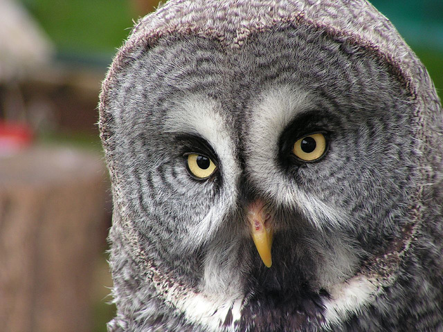 Great Gray Owl