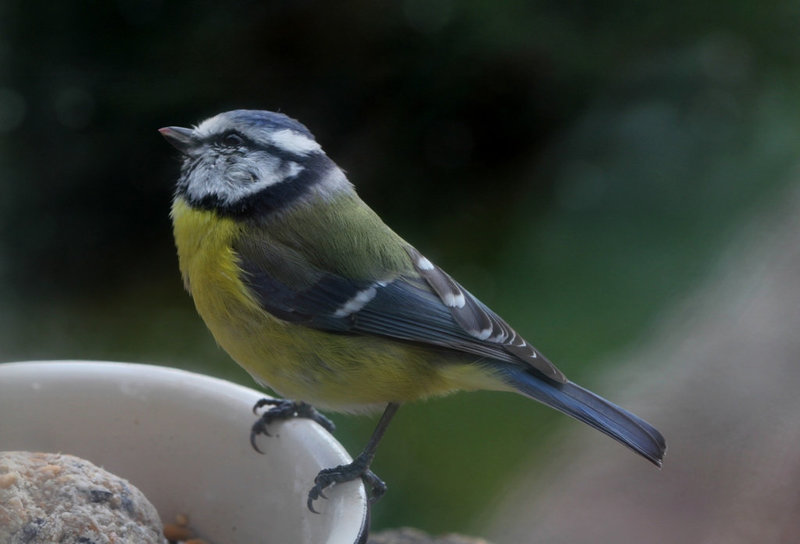 Mésange bleue