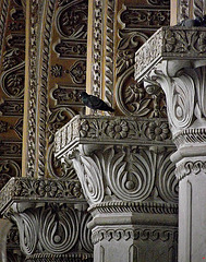 Pigeon on a pillar