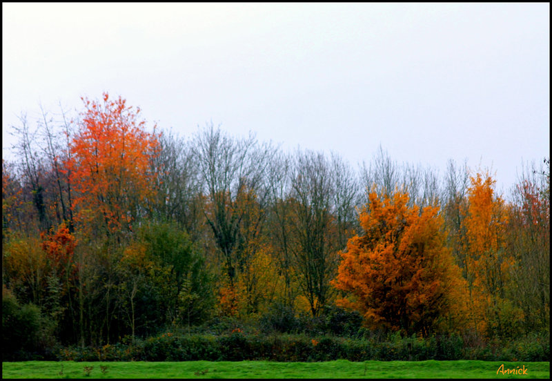 l'automne déploie son parapluie aux tons ocres