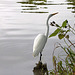 Great Egret – Greenbelt Lake, Greenbelt, Maryland