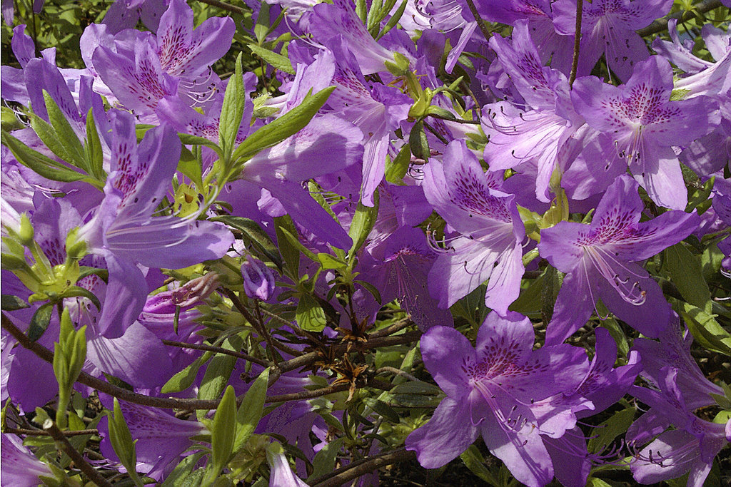 Purple Azalea