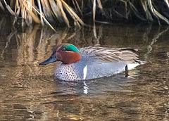 Green-Winged Teal (male)