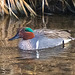 Green-Winged Teal (male)