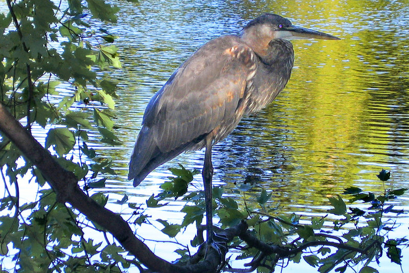 Looking for Lunch