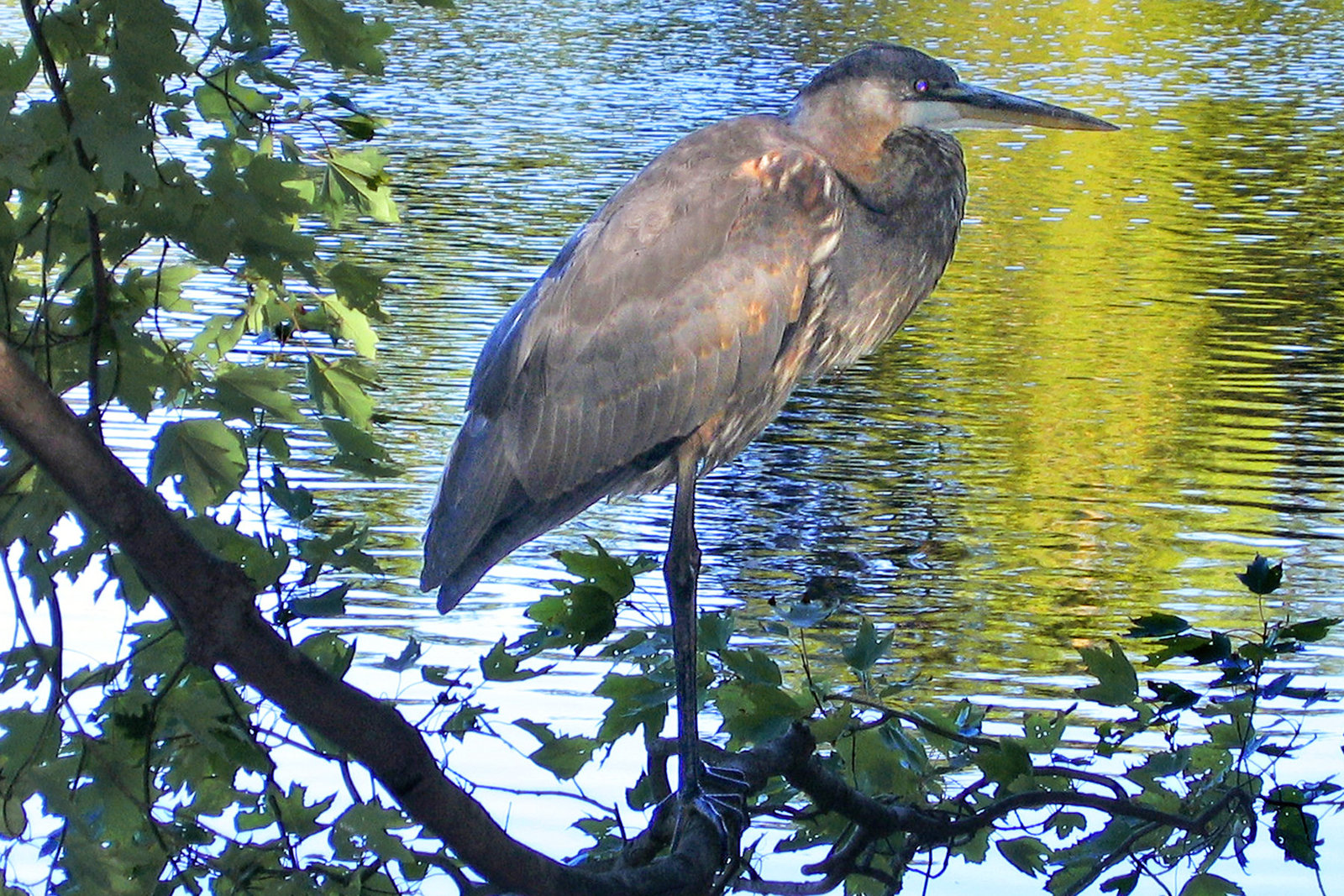 Looking for Lunch