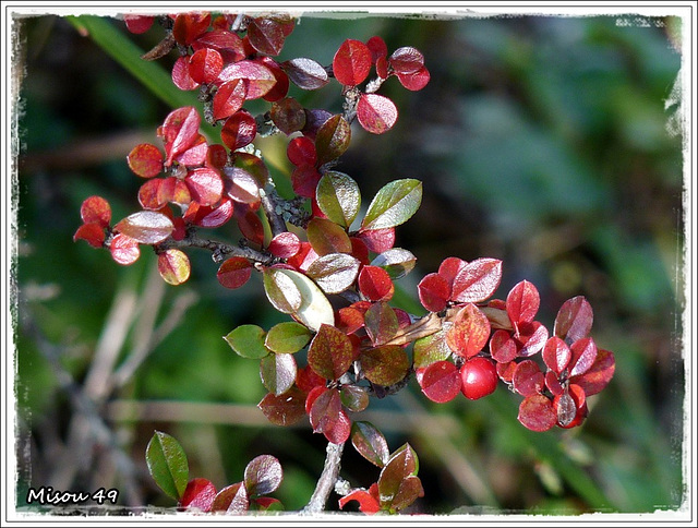 MON JARDIN