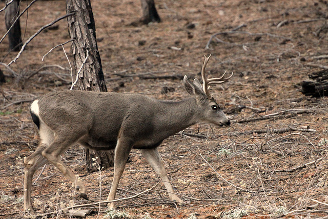 Mule Deer