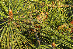 Pine Needles