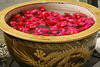 Camellias Floating in a Basin of Water – National Arboretum, Washington D.C.