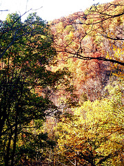 Nov 3 2007 014 Nov 3 2007 014