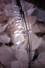 Flowers by the back door