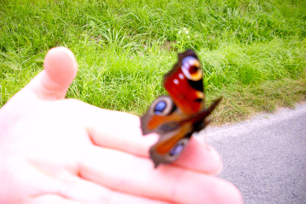 La cueillette des papillons