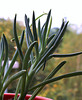 Senecio repens