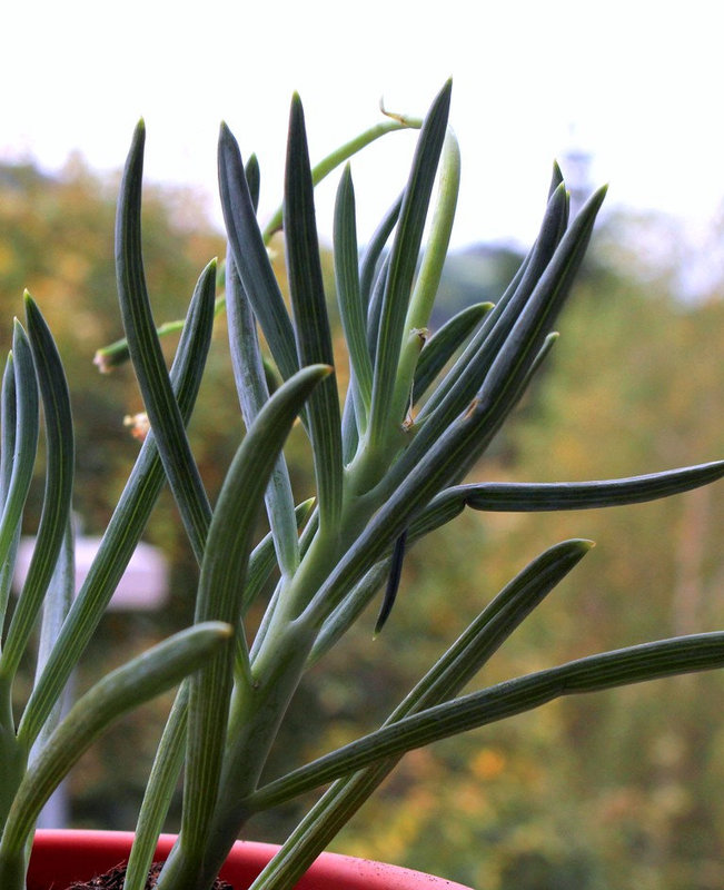 Senecio repens