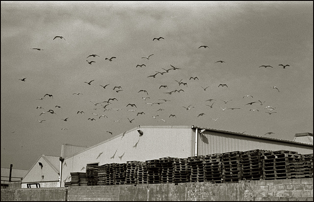 Peterhead series