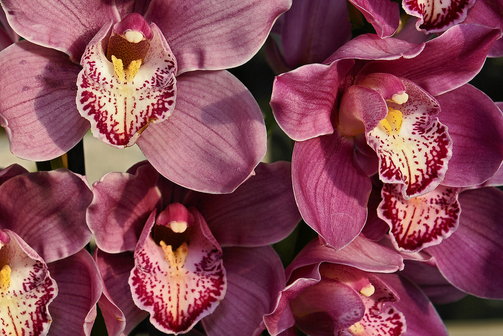 Cymbidium Nostradamus – Brookside Gardens