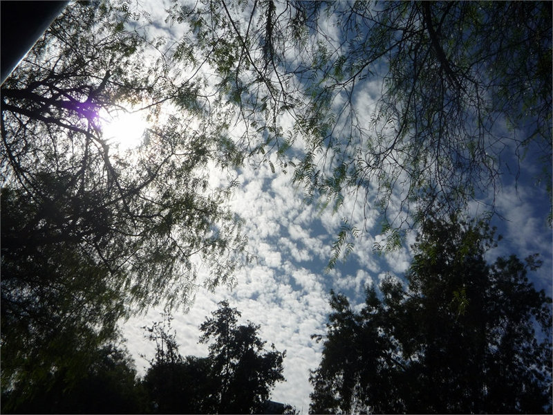 Nubes y árboles