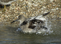 Willet Wash Cycle (Tringa semipalmata)